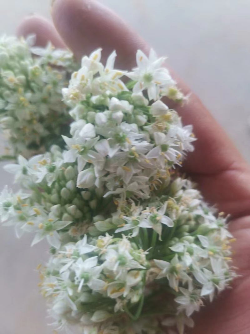 【韭花】大量供应对接全国市场电商商超可视频看货