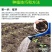 基地优品清乡味高端水果黄瓜种子甜脆嫩绿黄瓜种子蔬菜种子