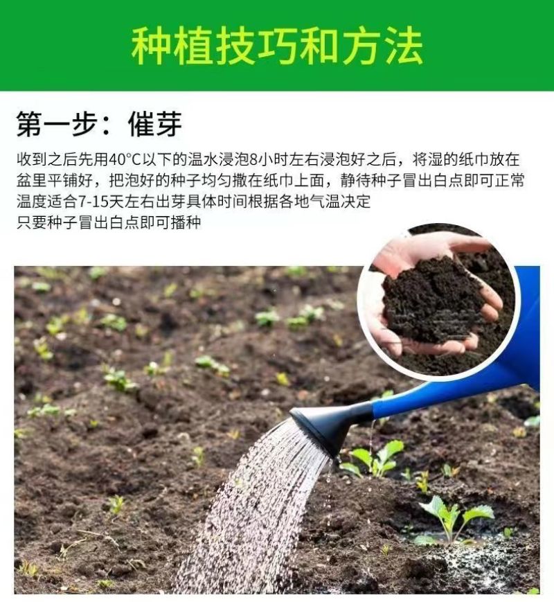 基地优品清乡味高端水果黄瓜种子甜脆嫩绿黄瓜种子蔬菜种子