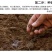 基地优品清乡味高端水果黄瓜种子甜脆嫩绿黄瓜种子蔬菜种子