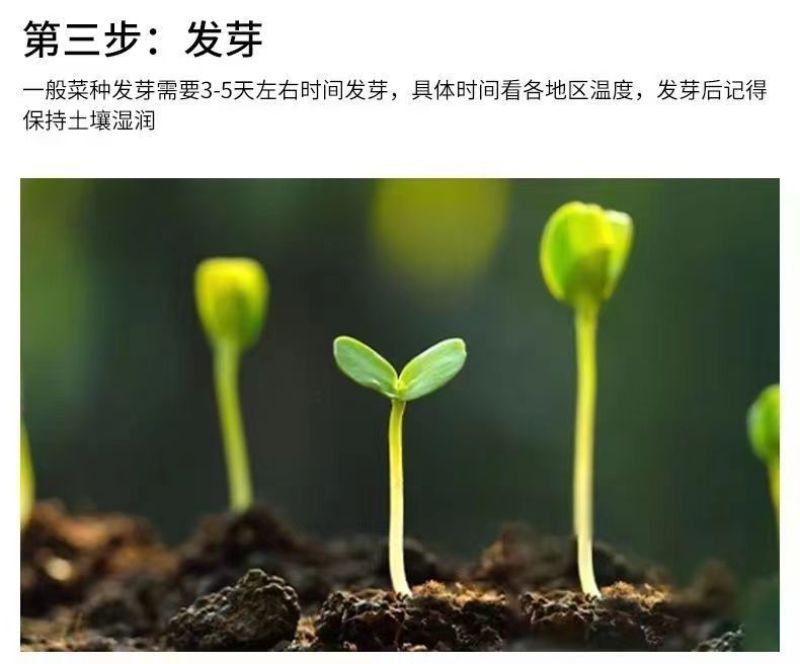 基地优品清乡味高端水果黄瓜种子甜脆嫩绿黄瓜种子蔬菜种子