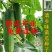 基地优品清乡味高端水果黄瓜种子甜脆嫩绿黄瓜种子蔬菜种子