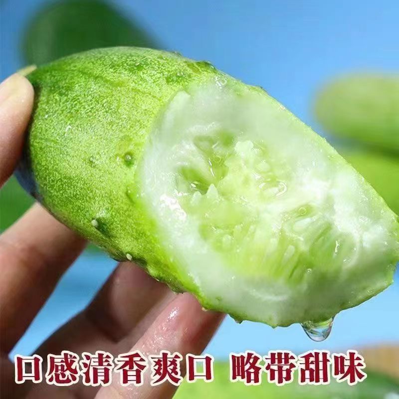 基地优品清乡味高端水果黄瓜种子甜脆嫩绿黄瓜种子蔬菜种子