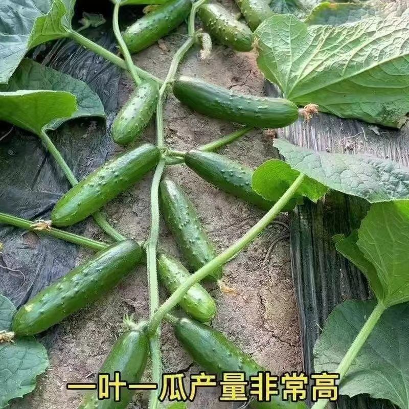 基地优品清乡味高端水果黄瓜种子甜脆嫩绿黄瓜种子蔬菜种子