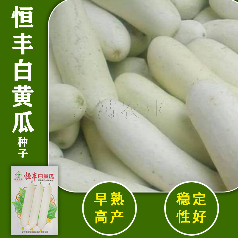 特色品种大白黄瓜种子水果黄瓜白皮黄瓜种子清香白黄瓜种子