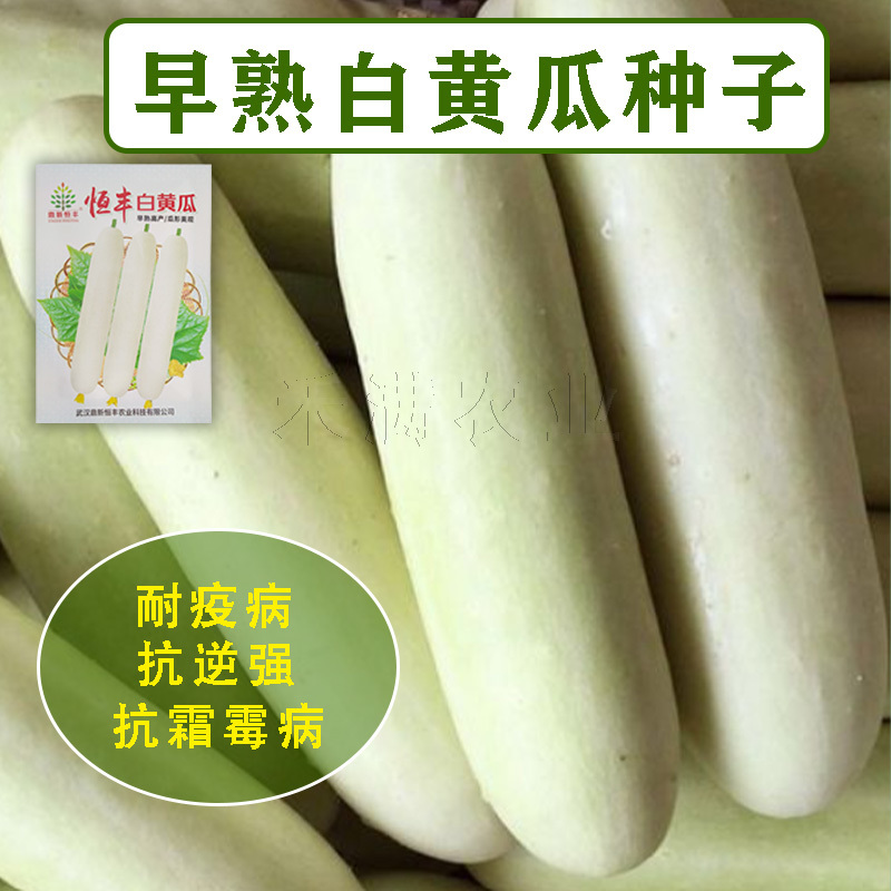 特色品种大白黄瓜种子水果黄瓜白皮黄瓜种子清香白黄瓜种子