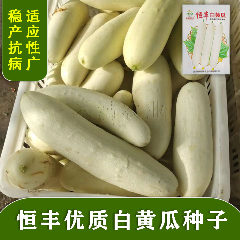 特色品种大白黄瓜种子水果黄瓜白皮黄瓜种子清香白黄瓜种子