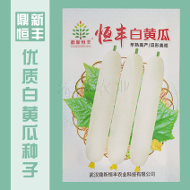 特色品种大白黄瓜种子水果黄瓜白皮黄瓜种子清香白黄瓜种子