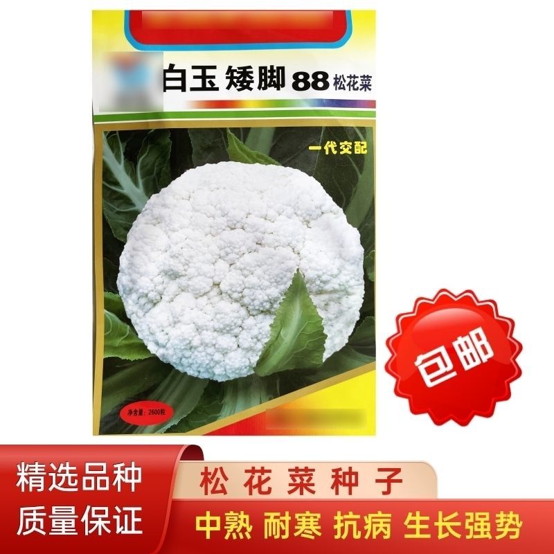 白玉88天108天松花菜种子青梗花菜耐寒108天菜花种子