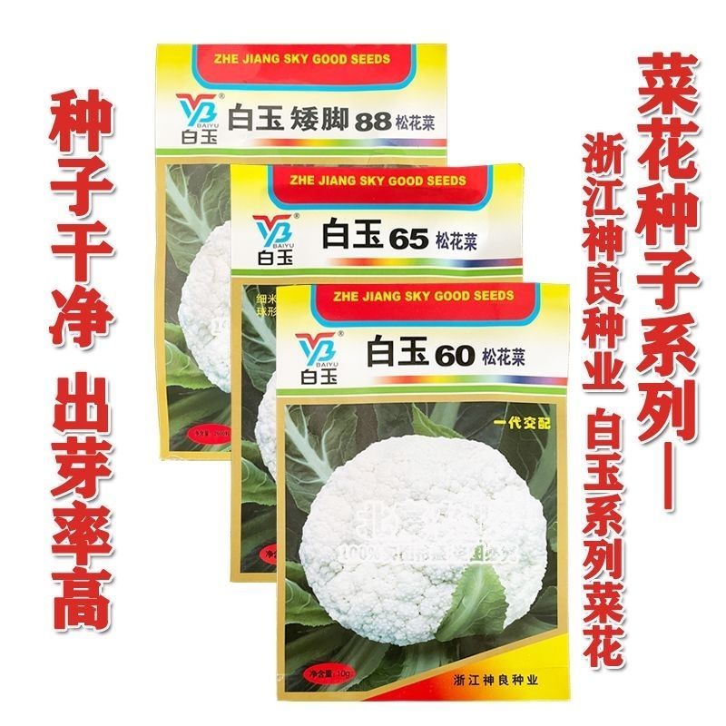 白玉88天108天松花菜种子青梗花菜耐寒108天菜花种子