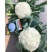 白玉88天108天松花菜种子青梗花菜耐寒108天菜花种子