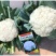白玉88天108天松花菜种子青梗花菜耐寒108天菜花种子