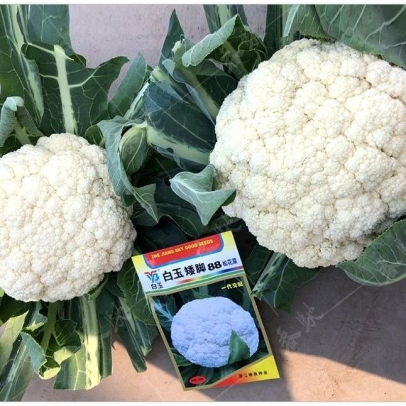 白玉88天108天松花菜种子青梗花菜耐寒108天菜花种子