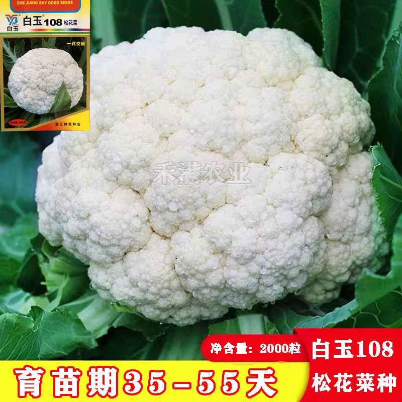 白玉88天108天松花菜种子青梗花菜耐寒108天菜花种子