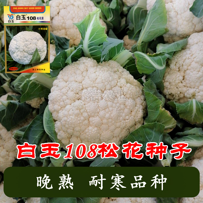 白玉88天108天松花菜种子青梗花菜耐寒108天菜花种子