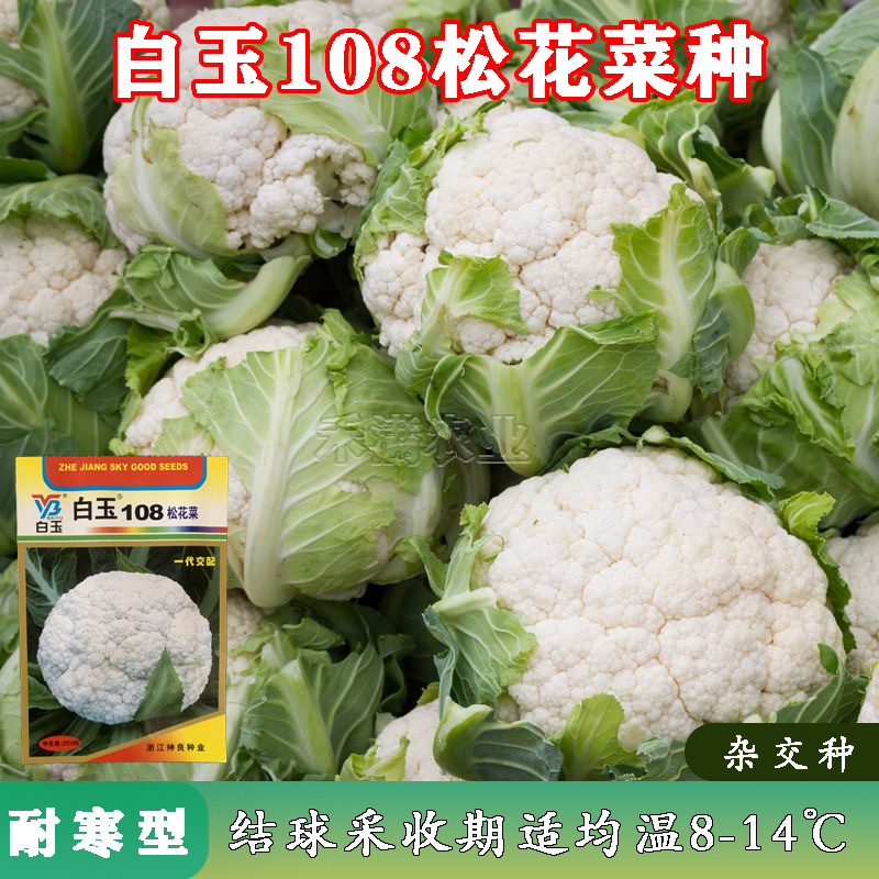 白玉88天108天松花菜种子青梗花菜耐寒108天菜花种子