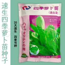 四季可种大面积可种大包装白萝卜苗种籽专吃叶子的萝卜种子