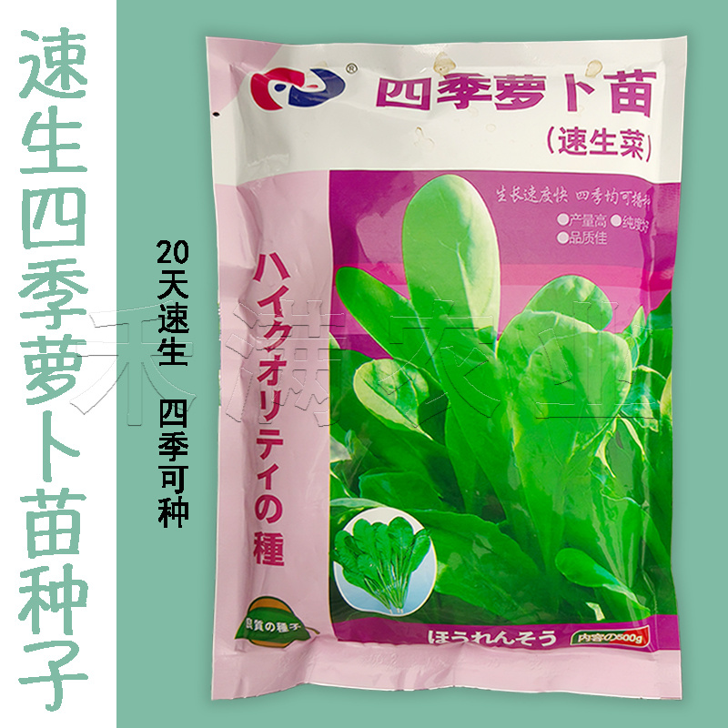 四季可种大面积可种大包装白萝卜苗种籽专吃叶子的萝卜种子
