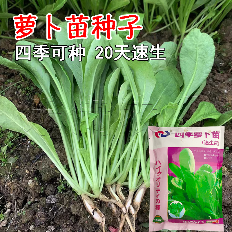 四季可种大面积可种大包装白萝卜苗种籽专吃叶子的萝卜种子