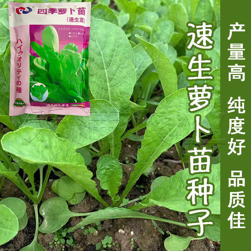 四季可种大面积可种大包装白萝卜苗种籽专吃叶子的萝卜种子