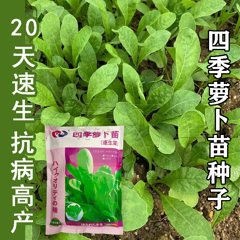 四季可种大面积可种大包装白萝卜苗种籽专吃叶子的萝卜种子