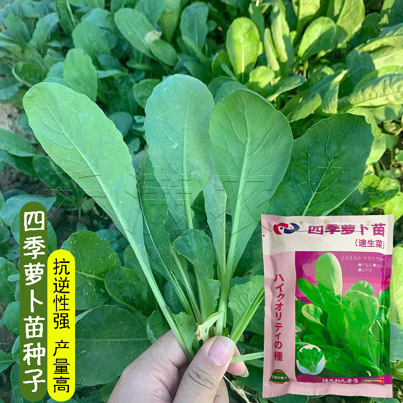 四季可种大面积可种大包装白萝卜苗种籽专吃叶子的萝卜种子
