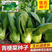 基地专用夏季高产青梗菜种子好吃耐热生长快叶色鸡毛菜种子
