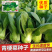 基地专用夏季高产青梗菜种子好吃耐热生长快叶色鸡毛菜种子