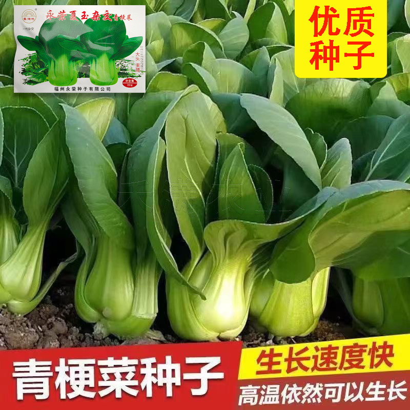 基地专用夏季高产青梗菜种子好吃耐热生长快叶色鸡毛菜种子