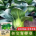 基地专用夏季高产青梗菜种子好吃耐热生长快叶色鸡毛菜种子