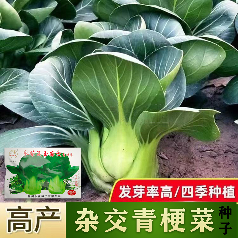 基地专用夏季高产青梗菜种子好吃耐热生长快叶色鸡毛菜种子