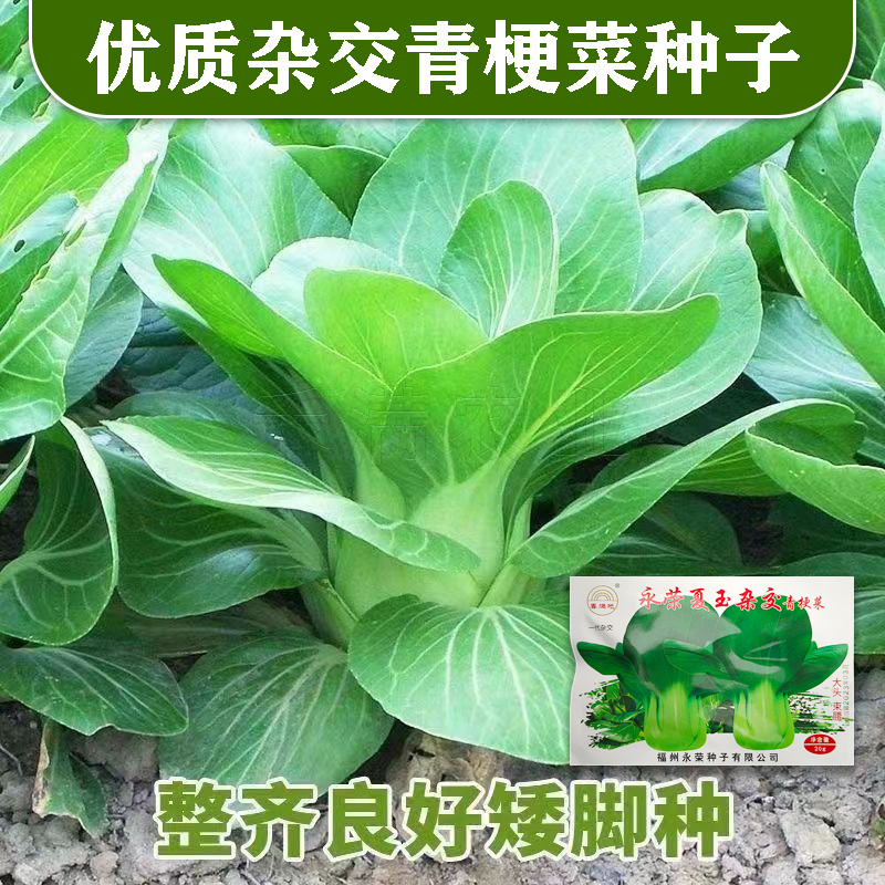 基地专用夏季高产青梗菜种子好吃耐热生长快叶色鸡毛菜种子