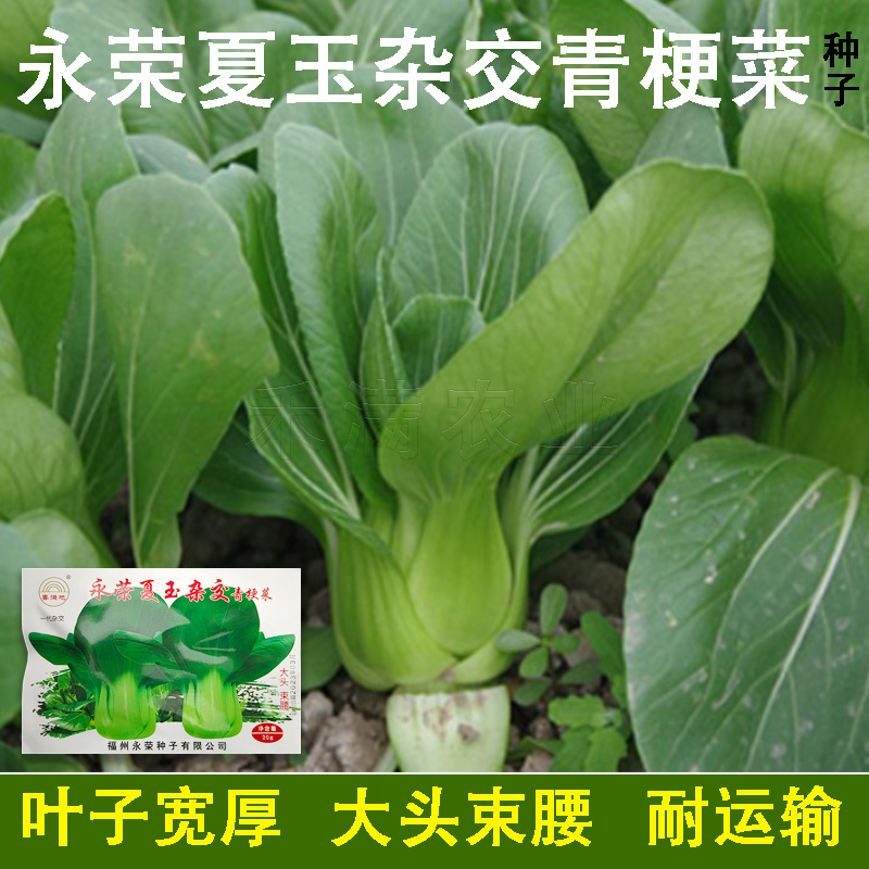 基地专用夏季高产青梗菜种子好吃耐热生长快叶色鸡毛菜种子