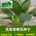 基地专用夏季高产青梗菜种子好吃耐热生长快叶色鸡毛菜种子