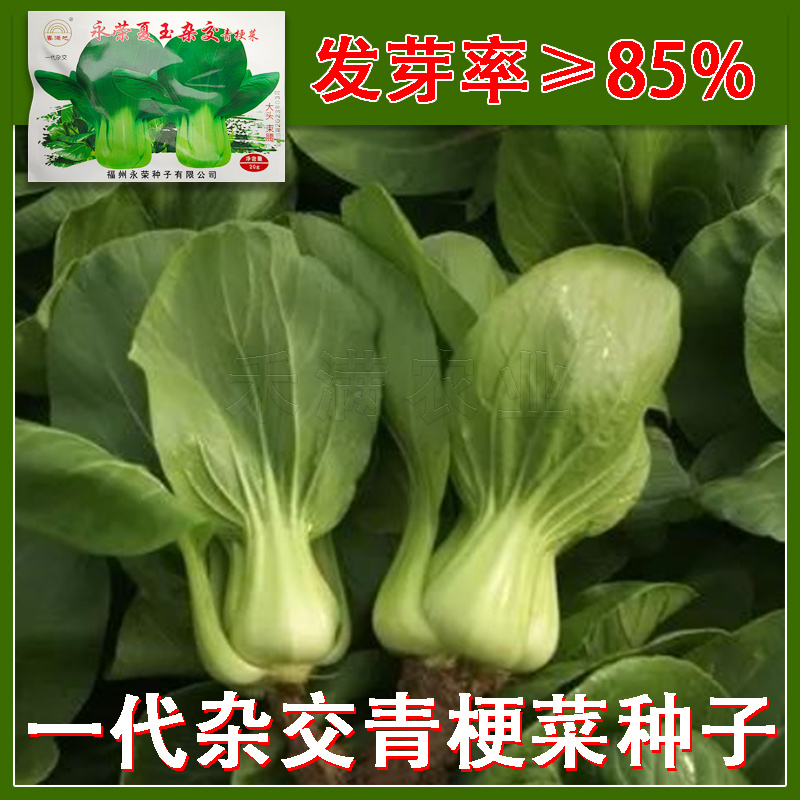 基地专用夏季高产青梗菜种子好吃耐热生长快叶色鸡毛菜种子