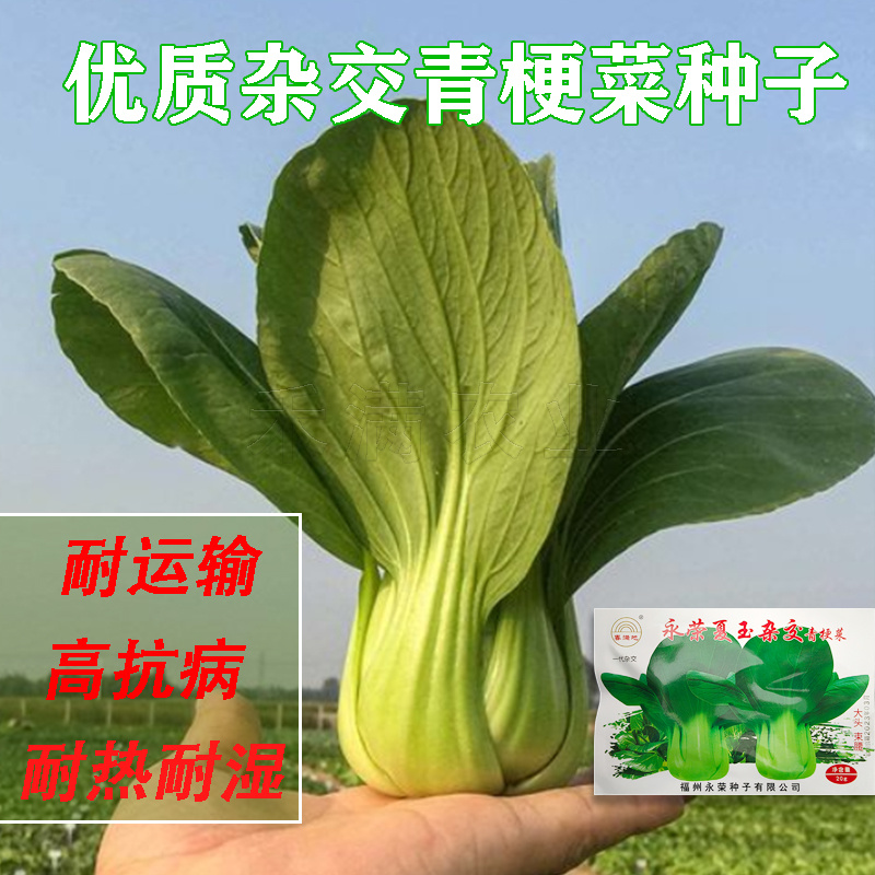 基地专用夏季高产青梗菜种子好吃耐热生长快叶色鸡毛菜种子