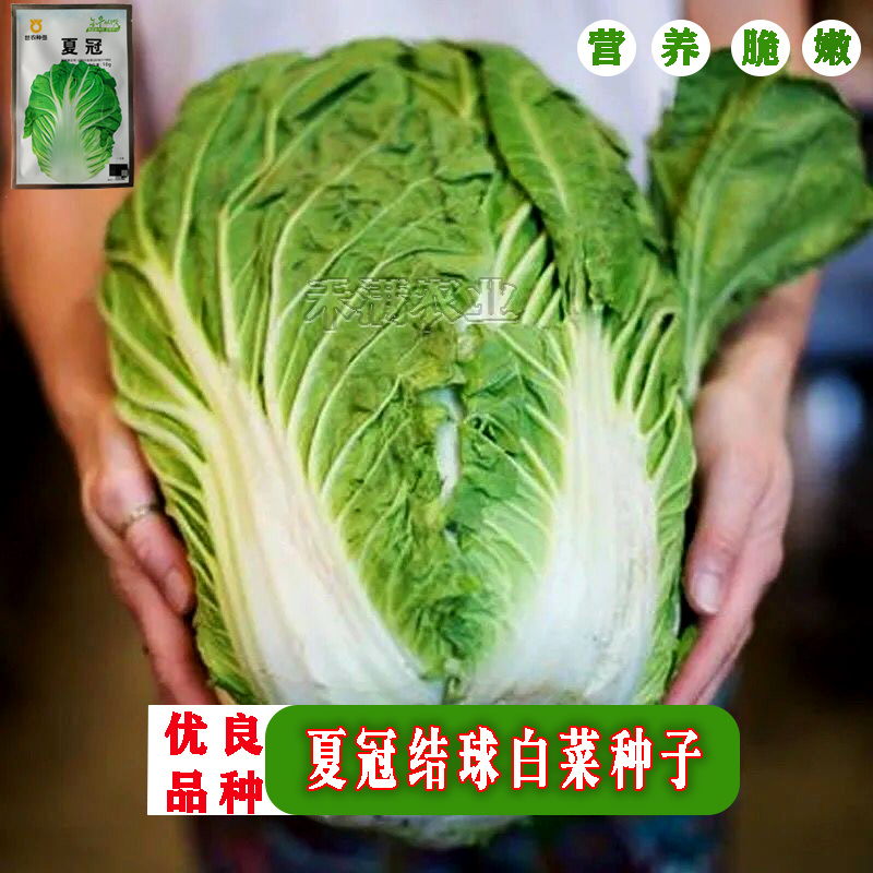 正品基地夏季专播夏冠结球大白菜种子耐热耐湿绿白菜种籽蔬菜