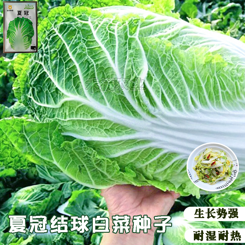 正品基地夏季专播夏冠结球大白菜种子耐热耐湿绿白菜种籽蔬菜