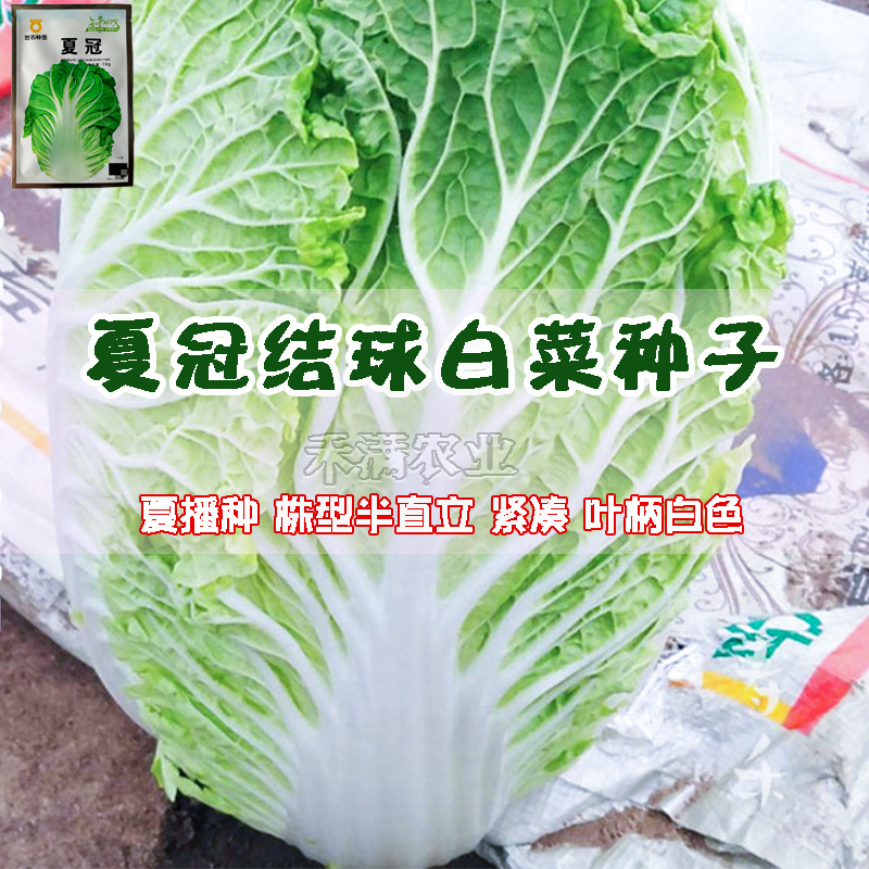 正品基地夏季专播夏冠结球大白菜种子耐热耐湿绿白菜种籽蔬菜