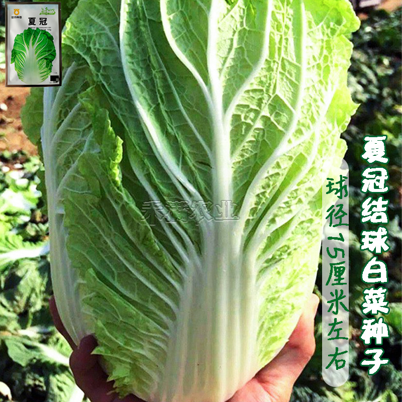 正品基地夏季专播夏冠结球大白菜种子耐热耐湿绿白菜种籽蔬菜