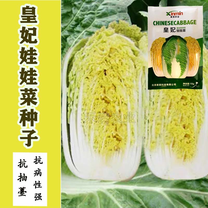 基地优品皇妃娃娃菜种籽黄心娃娃菜小白菜种优质小白菜种子