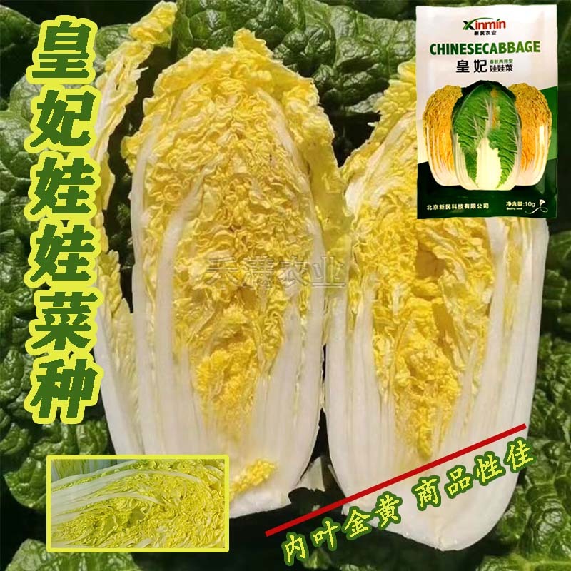 基地优品皇妃娃娃菜种籽黄心娃娃菜小白菜种优质小白菜种子