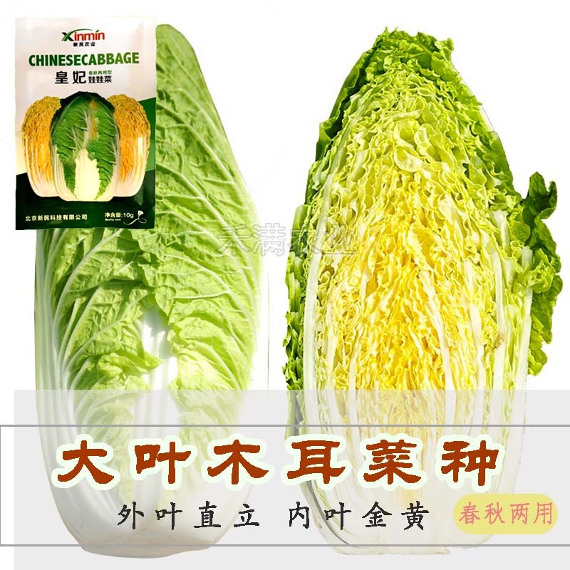 基地优品皇妃娃娃菜种籽黄心娃娃菜小白菜种优质小白菜种子