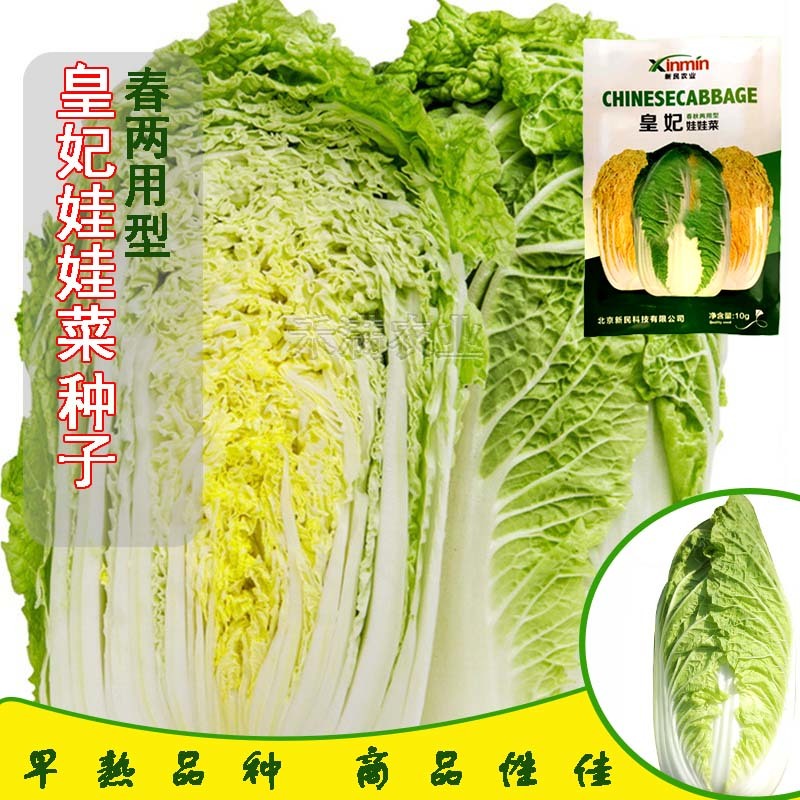 基地优品皇妃娃娃菜种籽黄心娃娃菜小白菜种优质小白菜种子