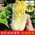 基地优品皇妃娃娃菜种籽黄心娃娃菜小白菜种优质小白菜种子