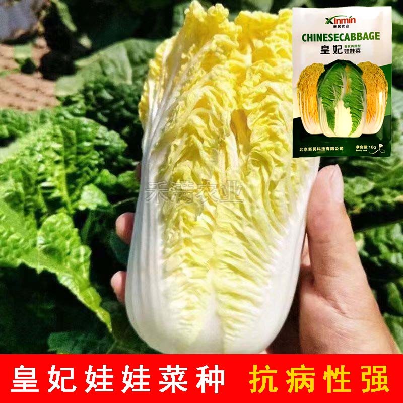 基地优品皇妃娃娃菜种籽黄心娃娃菜小白菜种优质小白菜种子