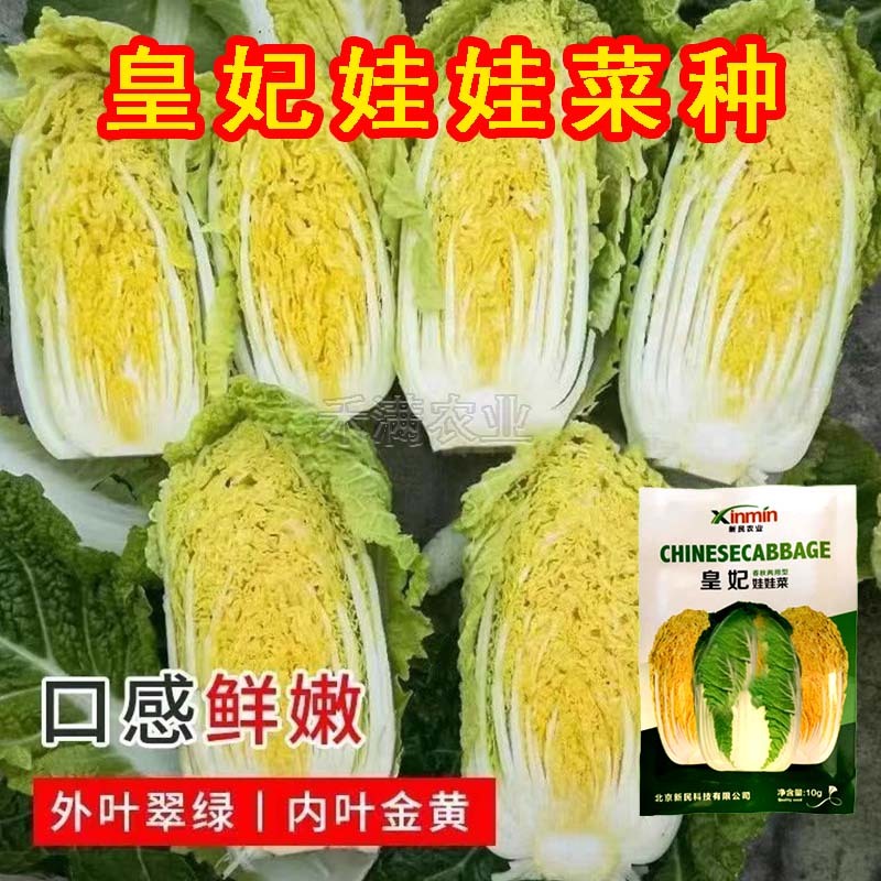基地优品皇妃娃娃菜种籽黄心娃娃菜小白菜种优质小白菜种子