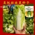 基地优品皇妃娃娃菜种籽黄心娃娃菜小白菜种优质小白菜种子