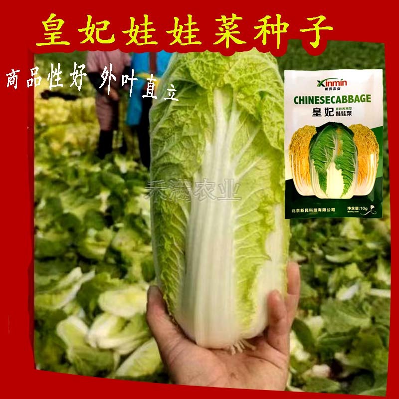 基地优品皇妃娃娃菜种籽黄心娃娃菜小白菜种优质小白菜种子