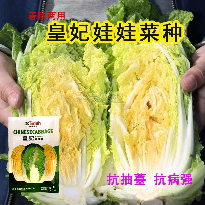 基地优品皇妃娃娃菜种籽黄心娃娃菜小白菜种优质小白菜种子